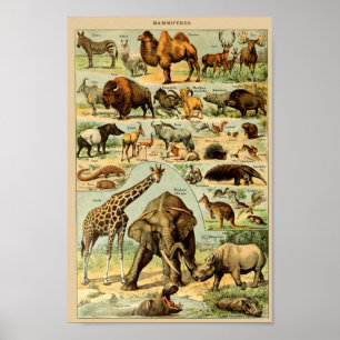 Illustration Vintager Wildtiere Poster