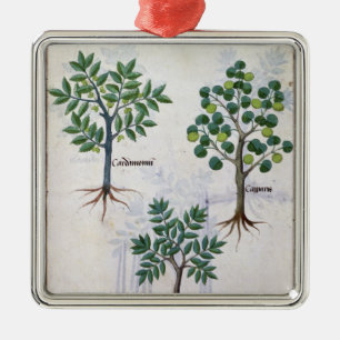 Illustration vom 'Buch der einfachen Medizin Silbernes Ornament
