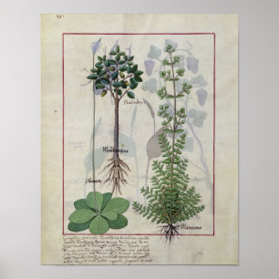 Illustration vom "Buch einfacher Medizin" 2 Poster