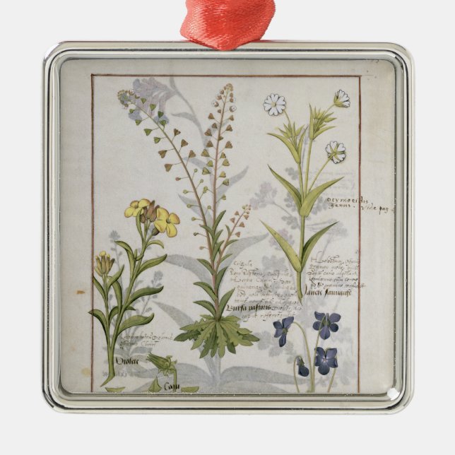 Illustration vom "Buch einfacher Medizin" 2 Silbernes Ornament (Vorne)