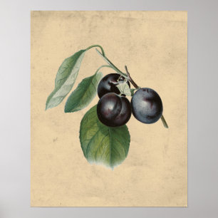 Illustration von alten Pflaumen Poster