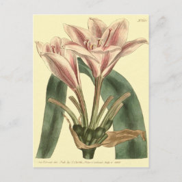 Illustration von Amaryllis mit langer Lease Postkarte