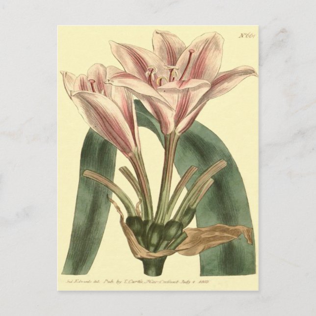 Illustration von Amaryllis mit langer Lease Postkarte (Vorderseite)