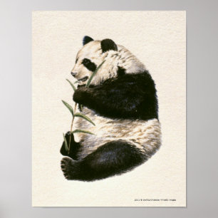 Illustration von auf Bambus fütternd Riesenpanda Poster