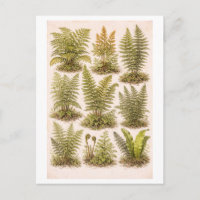 Illustration von Farnen im Vintage-Stil