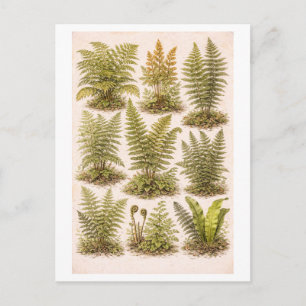 Illustration von Farnen im Vintage-Stil Postkarte