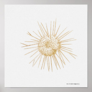 Illustration von foraminiferan Muschel Poster