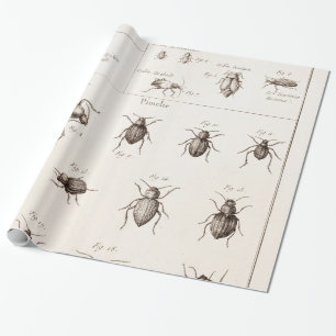 Illustration von Insekten Käfern aus dem 19. Jahrh Geschenkpapier