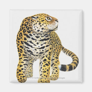 Illustration von Jaguar mit Kopf im Profil Magnet