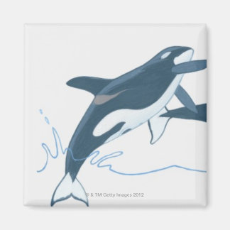 Illustration von Killerwalen (Orcinus orca) Magnet