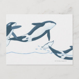 Illustration von Killerwalen (Orcinus orca) Postkarte
