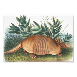 Illustration von neunbanded Armadillo (Dasypus Peb Fotodruck
