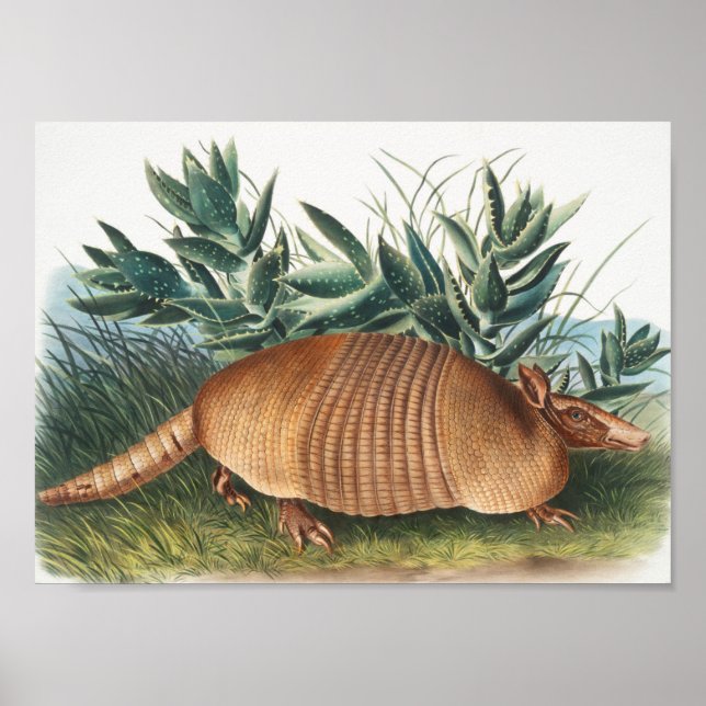 Illustration von neunbanded Armadillo (Dasypus Peb Poster (Vorne)
