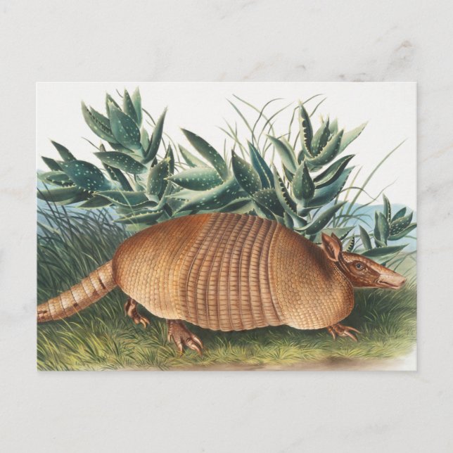 Illustration von neunbanded Armadillo (Dasypus Peb Postkarte (Vorderseite)