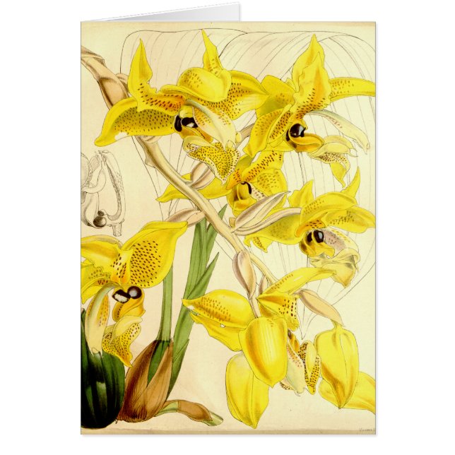 Illustration von Stanhopea wardii (Vorne)