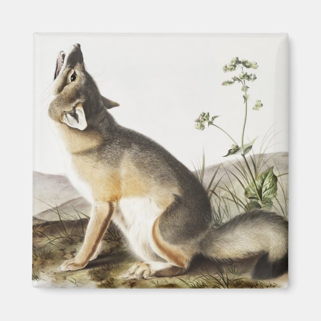 Illustration von Swift Fox (Vulpes velox) Magnet (Vorne)
