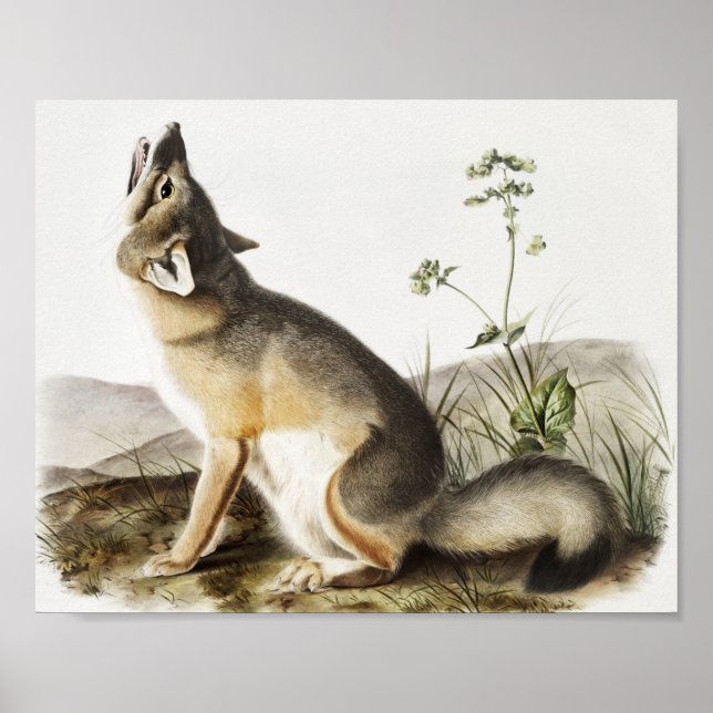 Illustration von Swift Fox (Vulpes velox) Poster (Vorne)
