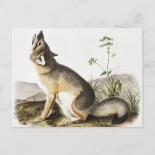 Illustration von Swift Fox (Vulpes velox) Postkarte