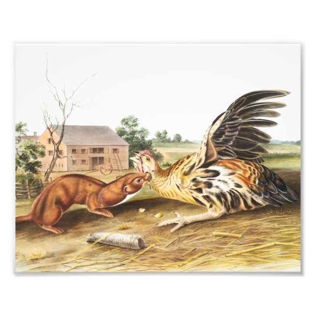 Illustration von Tawny Weasel (Putorius fuscus) Fotodruck (Vorne)