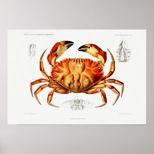 Illustration von Vintag Dungeness Crab Poster