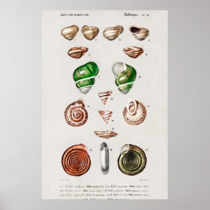 Illustration von Vintage-Meeresschnecken Poster