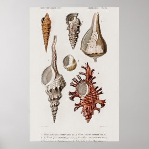 Illustration von Vintage-Meeresschnecken Poster