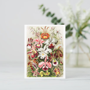 Illustration von Vintage-Orchideen Postkarte