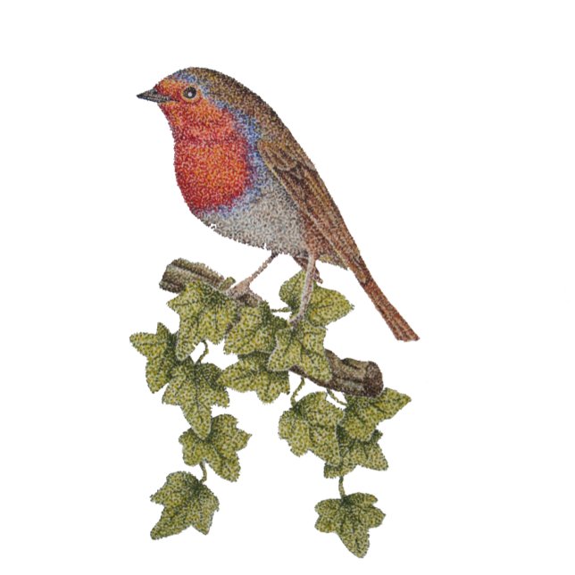 Illustration von Weihnachtsrobin und Efeu-Blätter Krawatte (Von Creator hochgeladen)