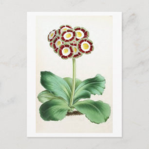 Illustration zur Vintagen Blume "Auricula" Postkarte