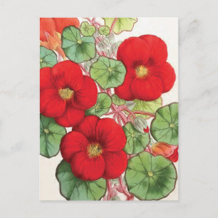 Illustration zur Vintagen Blume "Nasturtium" Postkarte