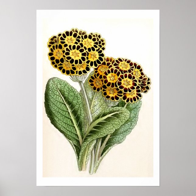 Illustration zur Vintagen Blume "Polyanthus" Poster (Vorne)