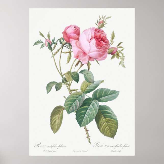 Illustration zur Vintagen Rose Poster (Vorne)