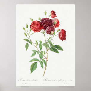 Illustration zur Vintagen Rose Poster