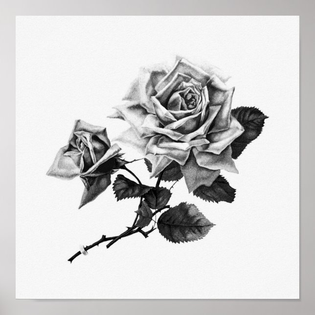 Illustration zur Vintagen Rose Poster (Vorne)