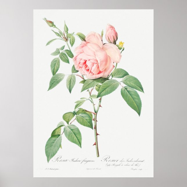 Illustration zur Vintagen Rose Poster (Vorne)
