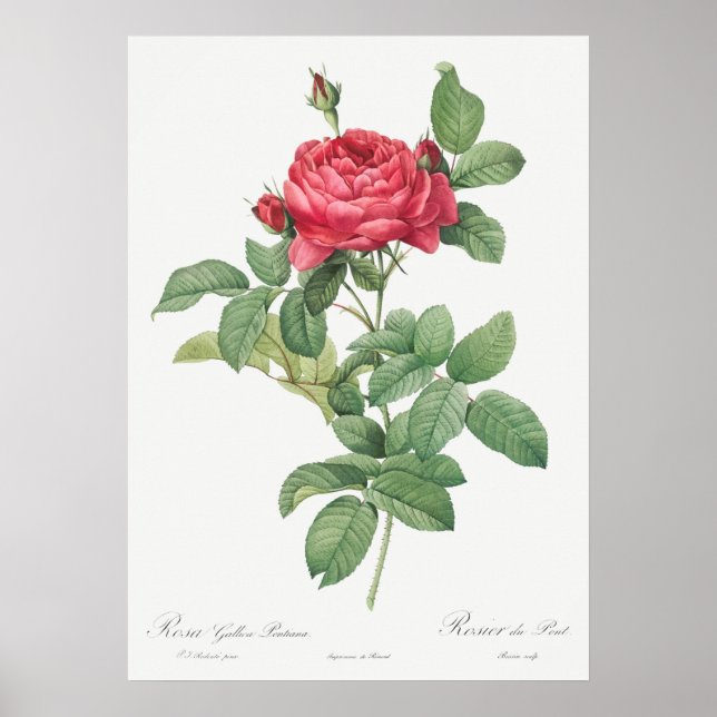 Illustration zur Vintagen Rose Poster (Vorne)