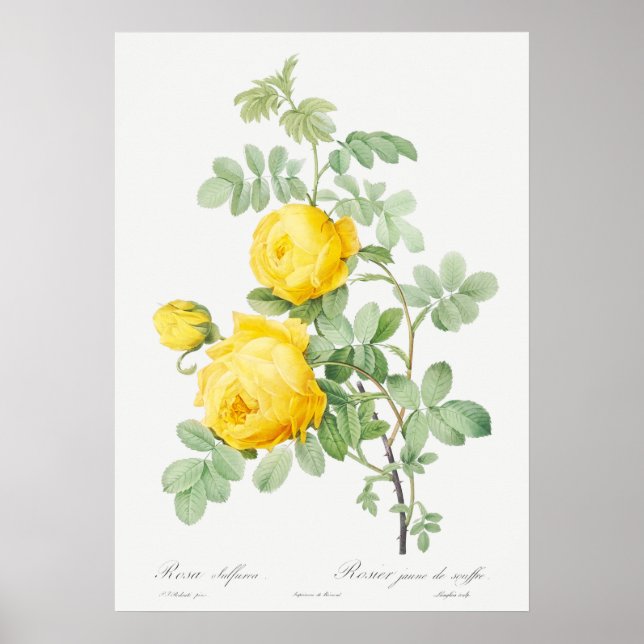 Illustration zur Vintagen Rose Poster (Vorne)