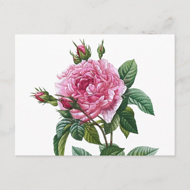 Illustration zur Vintagen Rose Postkarte (Vorderseite)