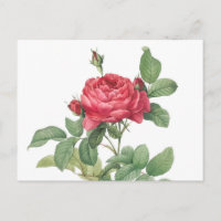Illustration zur Vintagen Rose