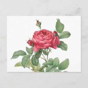 Illustration zur Vintagen Rose Postkarte
