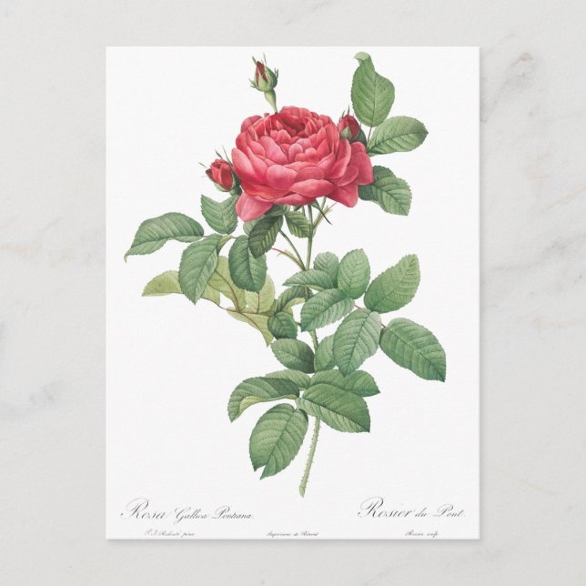 Illustration zur Vintagen Rose Postkarte (Vorderseite)