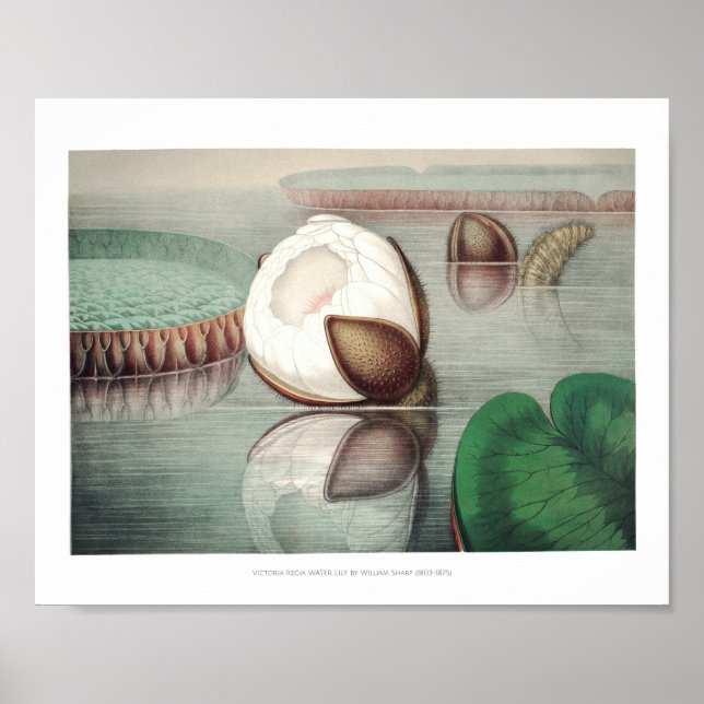 Illustration zur Vintagen Wasserlilie Poster (Vorne)