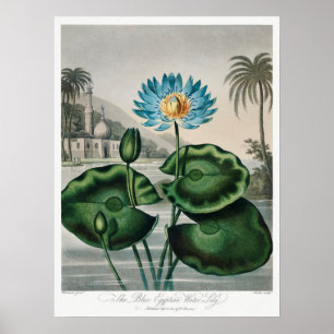 Illustration zur Vintagen Wasserlilie Poster