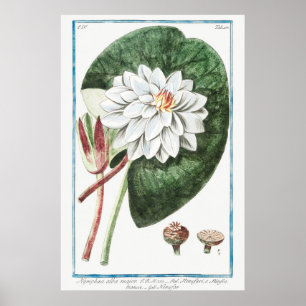 Illustration zur Vintagen Wasserlilie Poster