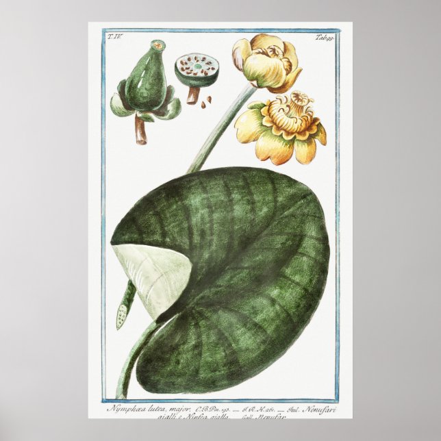 Illustration zur Vintagen Wasserlilie Poster (Vorne)