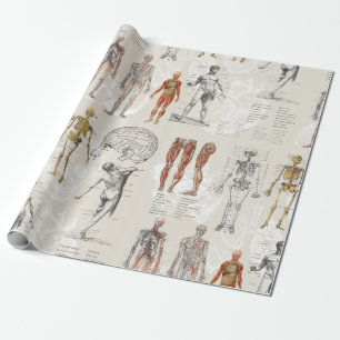 Illustrationen zur Vintagen Anatomie Geschenkpapier