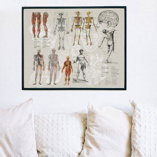 Illustrationen zur Vintagen Anatomie Poster