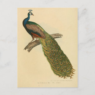 Illustrationspfeife Postkarte