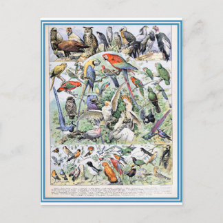 Illustrationswörterbuch Oiseaux Postkarte