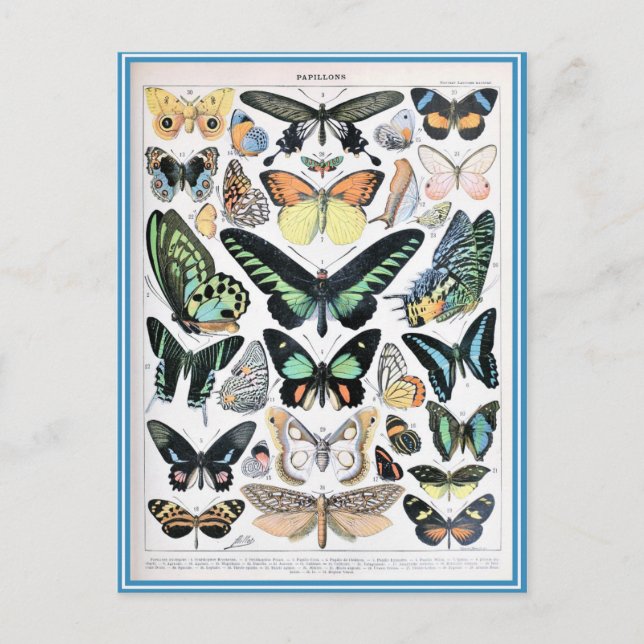 Illustrationswörterbücher Postkarte (Vorderseite)